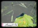 insect - owad
