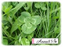 clover - koniczyna