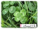 clover - koniczyna
