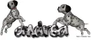 Dalmations Andrea