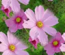 seamless glitter pink flowers spring background