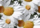 seamless glitter white sun flowers spring background