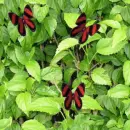 seamless grean leaves butterfly spring background