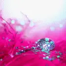 Flowersâ™¥