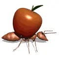 ant and apple