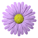 lavender daisy