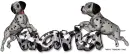 Dalmations Maria