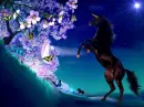 UNICORN PARADISE