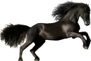WILD STALLION HORSE