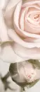 PINK ROSE