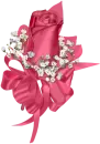 pink rose