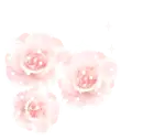 PINK ROSE