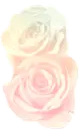 PINK ROSE
