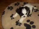 Shih tzu puppy