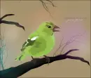 Random Background