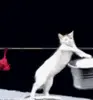 Washing Cat