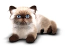 Kitty Cat
