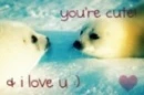 sealslove
