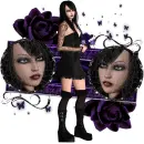 Midnight Rose