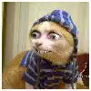 freaky kitty
