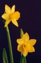 daffodils