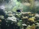 underwater background