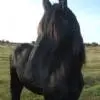 Big black Prince