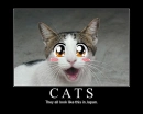 anime lol cat