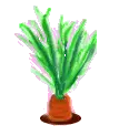 carrot suprise
