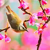 spring bird