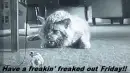 Freaked out friday