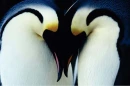 penguins