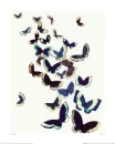 Many Butterflies