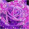 Purple Rose