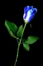 Blue Rose