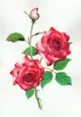 Very pretty roses