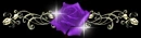 Purple-rose-sparkle