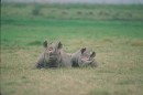 rhino 1