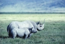 rhino 2
