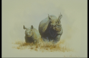 rhino3