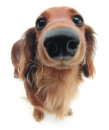 dachshund