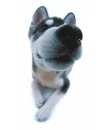 husky