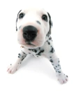 dalmatian