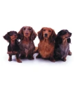 dachshunds