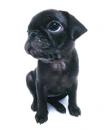 pug