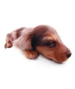 dachshund 