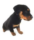 rottweiler puppy