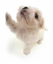 maltese