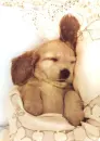 sleepin puppy
