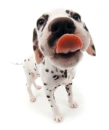 dalmatian